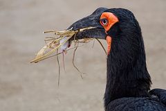 Nestbau oder Fressen?