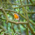 Nestbau und Brutpflege im Frühjahr