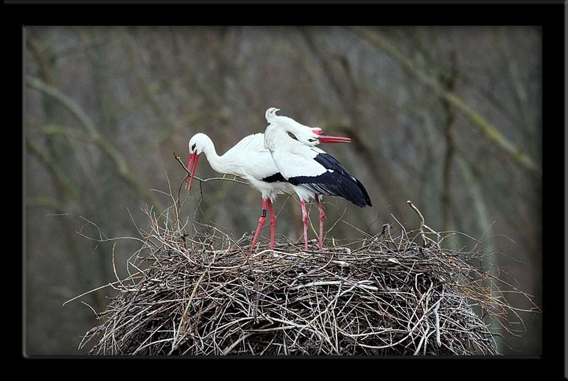 Nestbau und Morgengymnastik