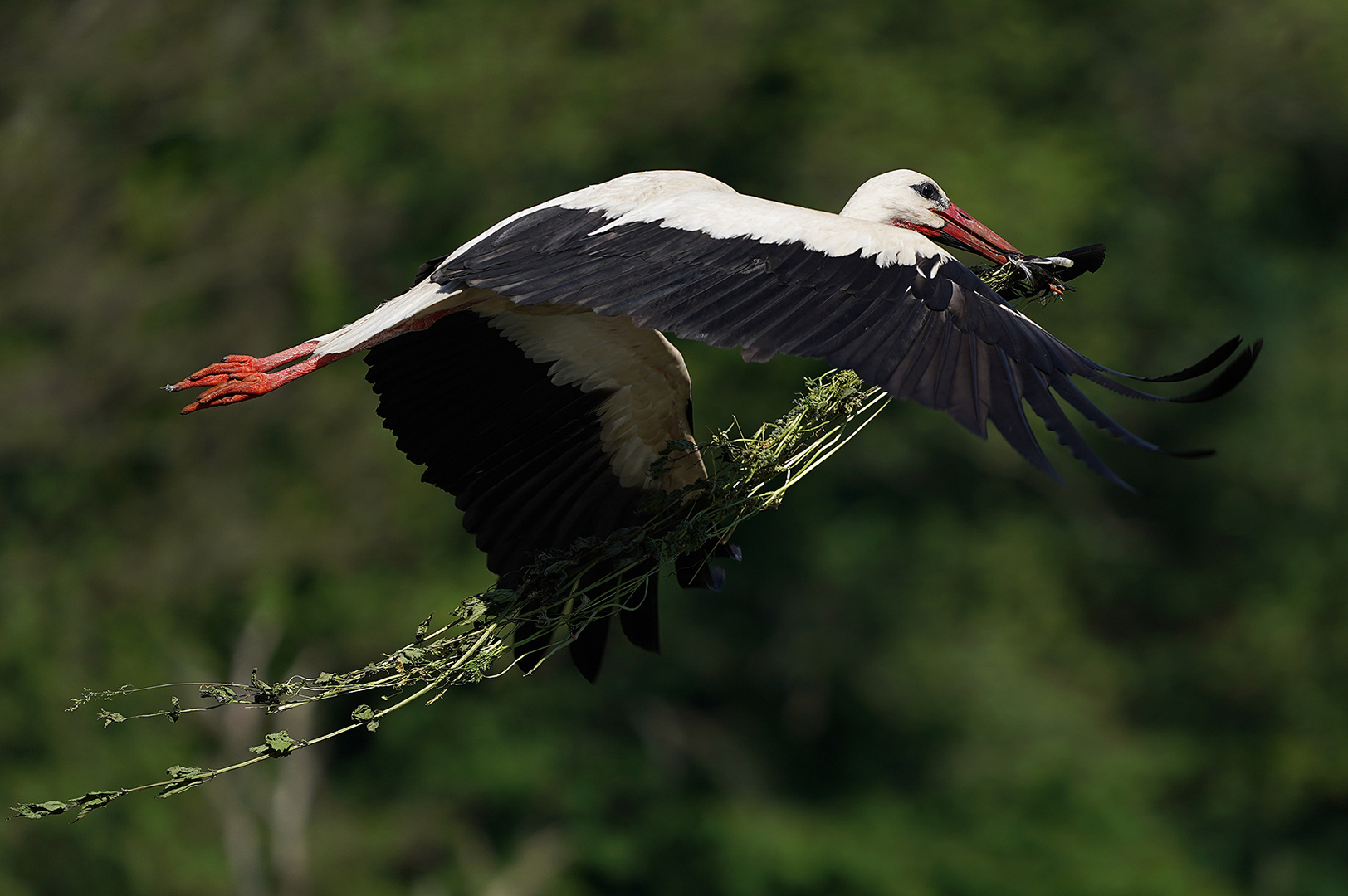 Nestbau Weißstorch