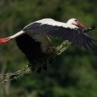 Nestbau Weißstorch