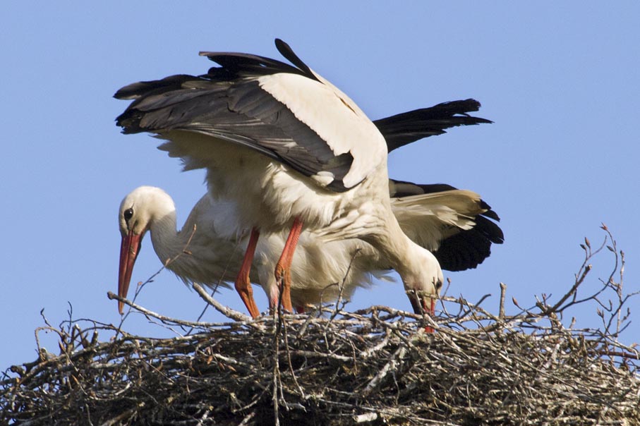 Nestbau Weißstorchpaar