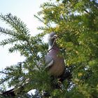 Nestbau wie im Schlaf