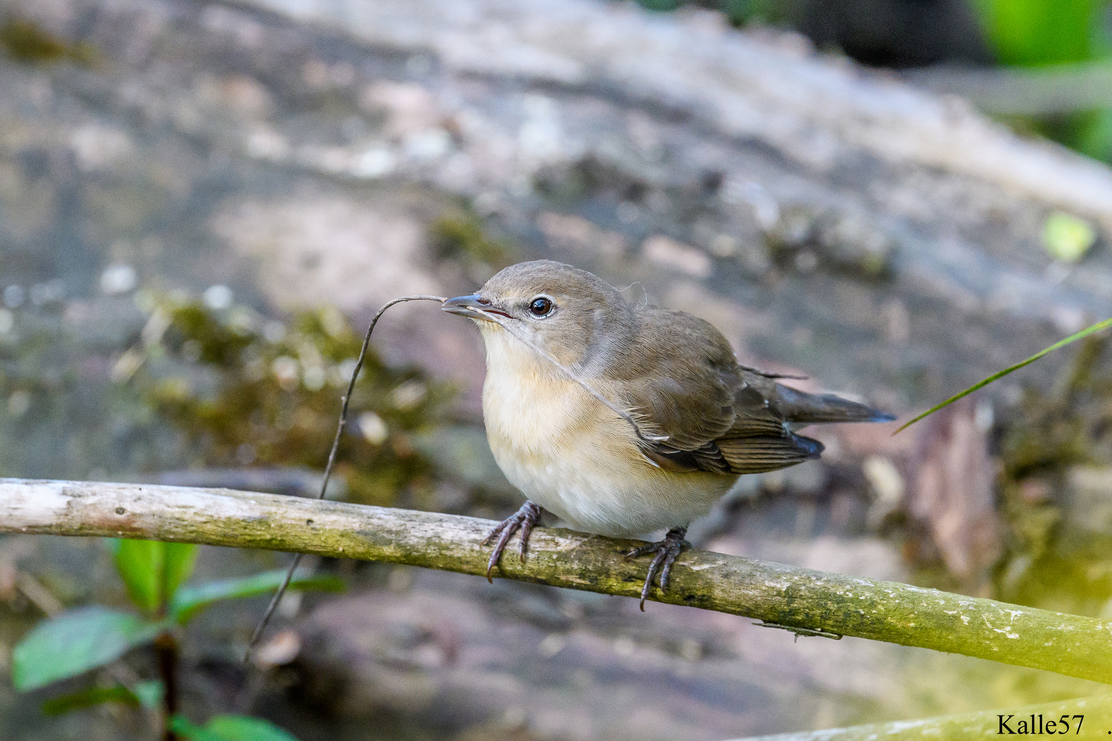 Nestbau zum Muttertag