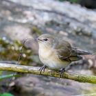 Nestbau zum Muttertag