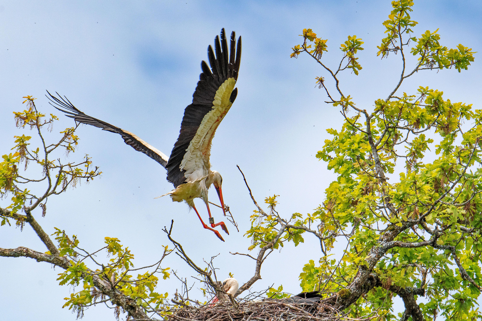 Nestbauarbeiten