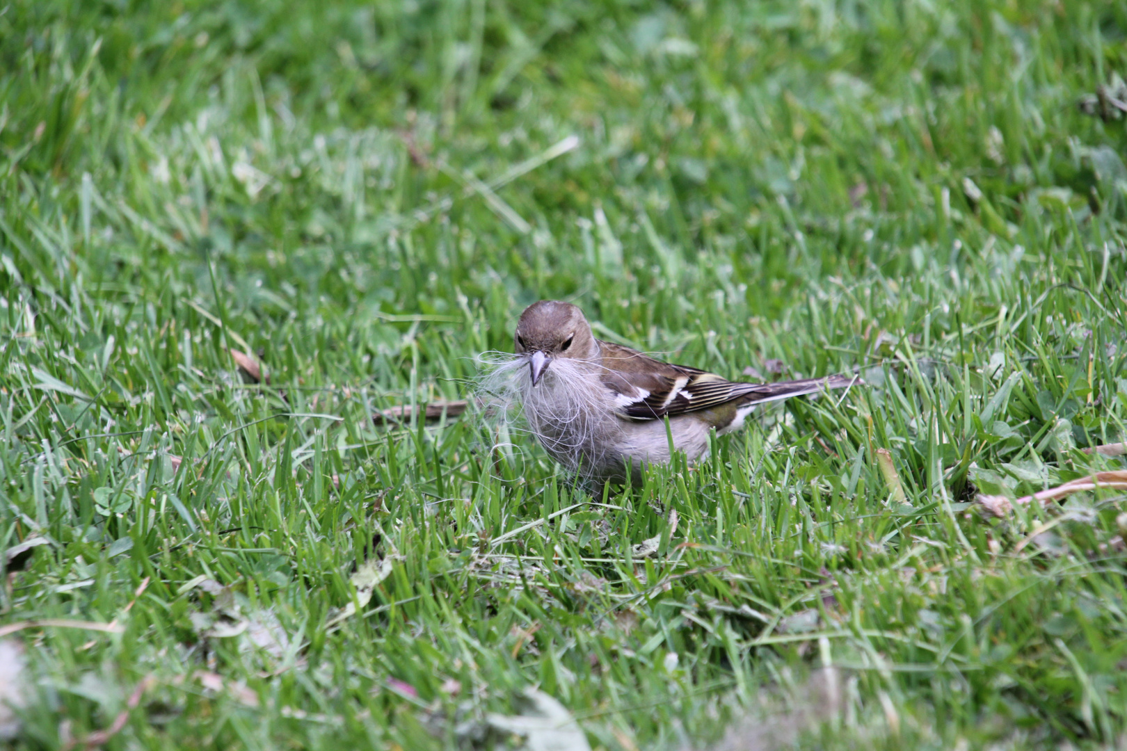 Nestbauer 1