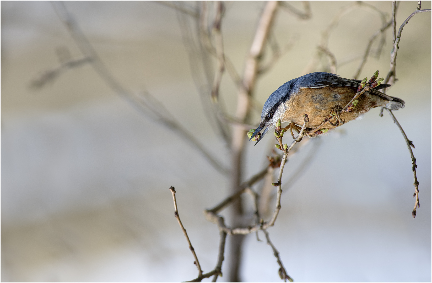 Nestbauer