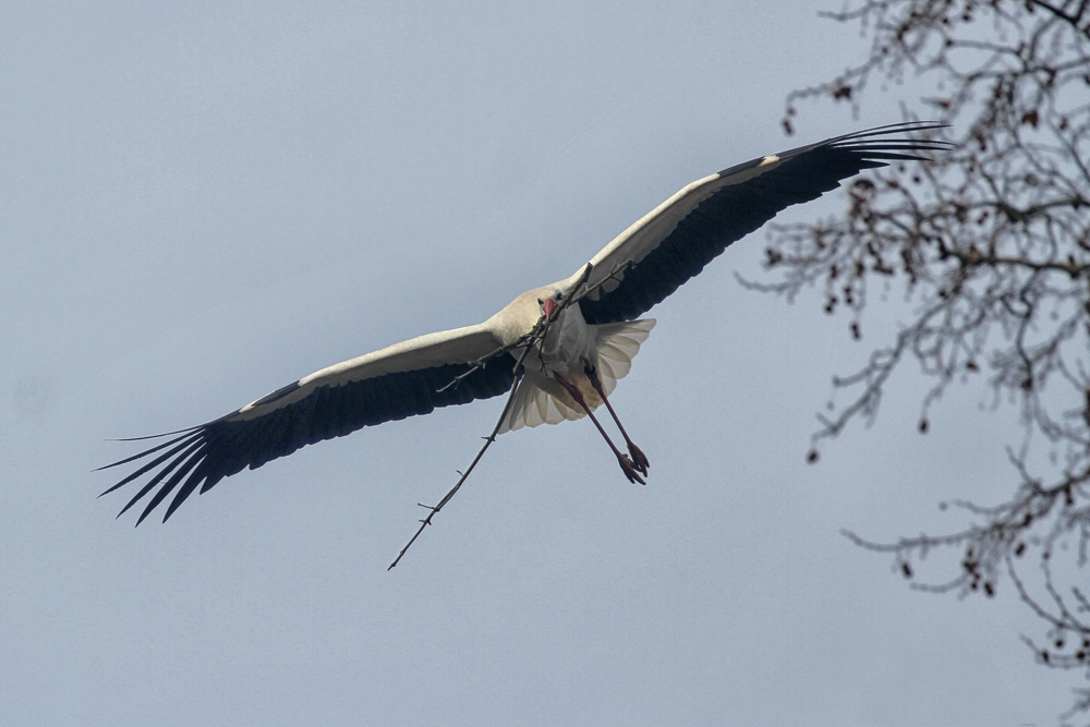 Nestbauer