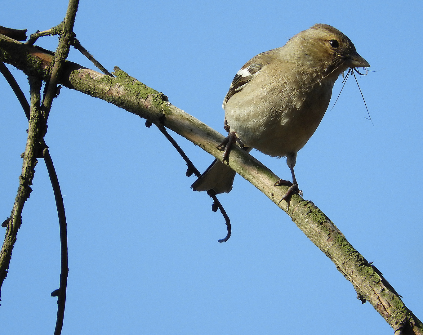 Nestbauer