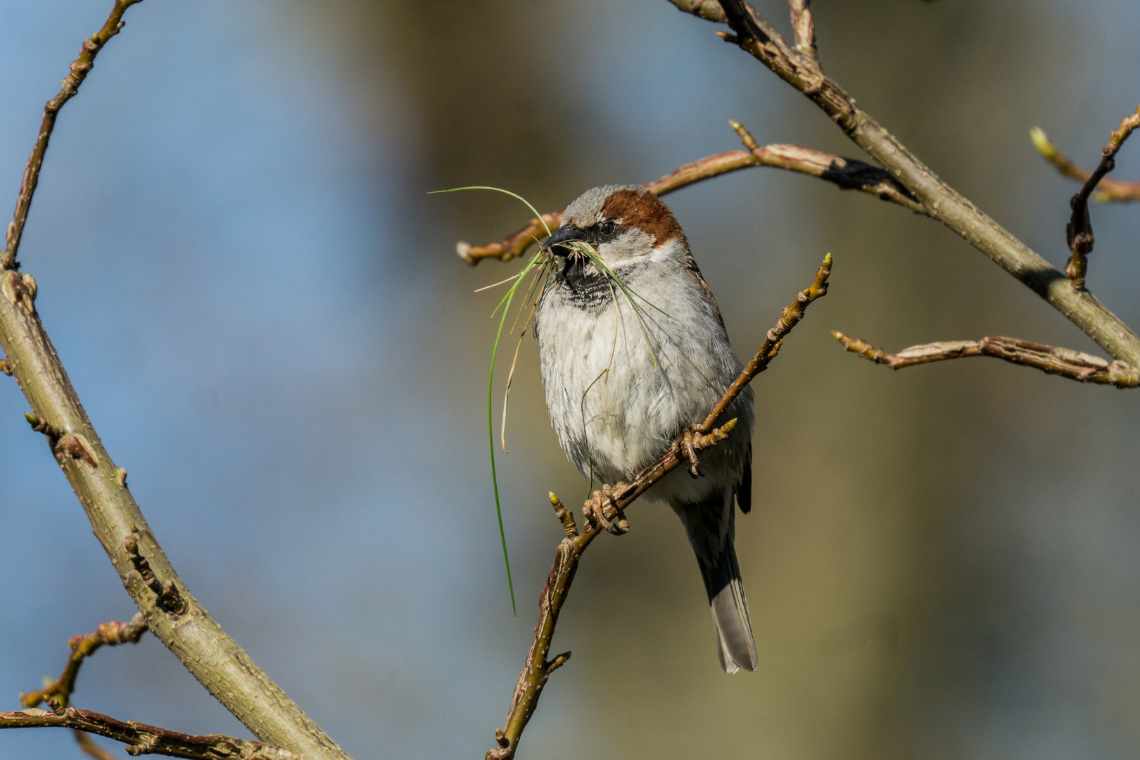 Nestbauer