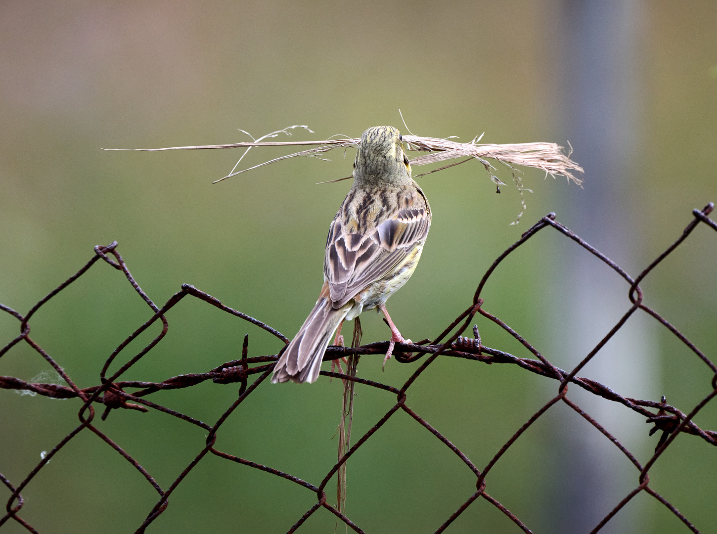 Nestbauer