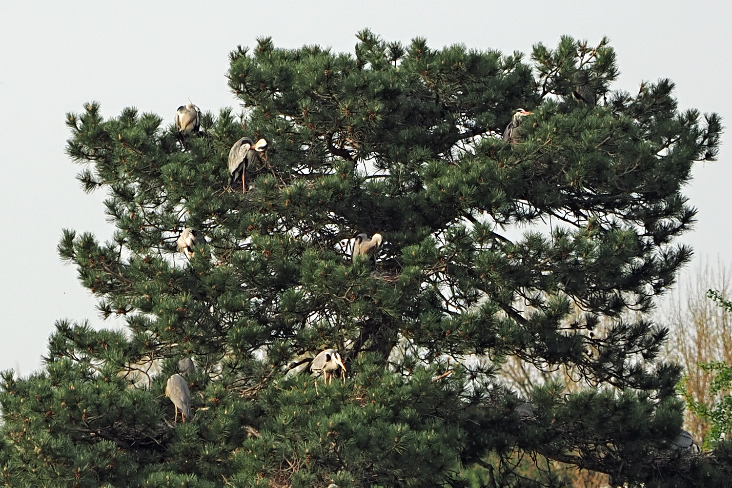 Nestbaum, der Graureiher,,,