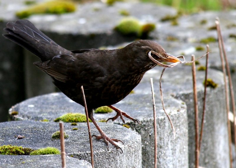 Nestbauschleifenträgeramsel