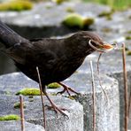 Nestbauschleifenträgeramsel