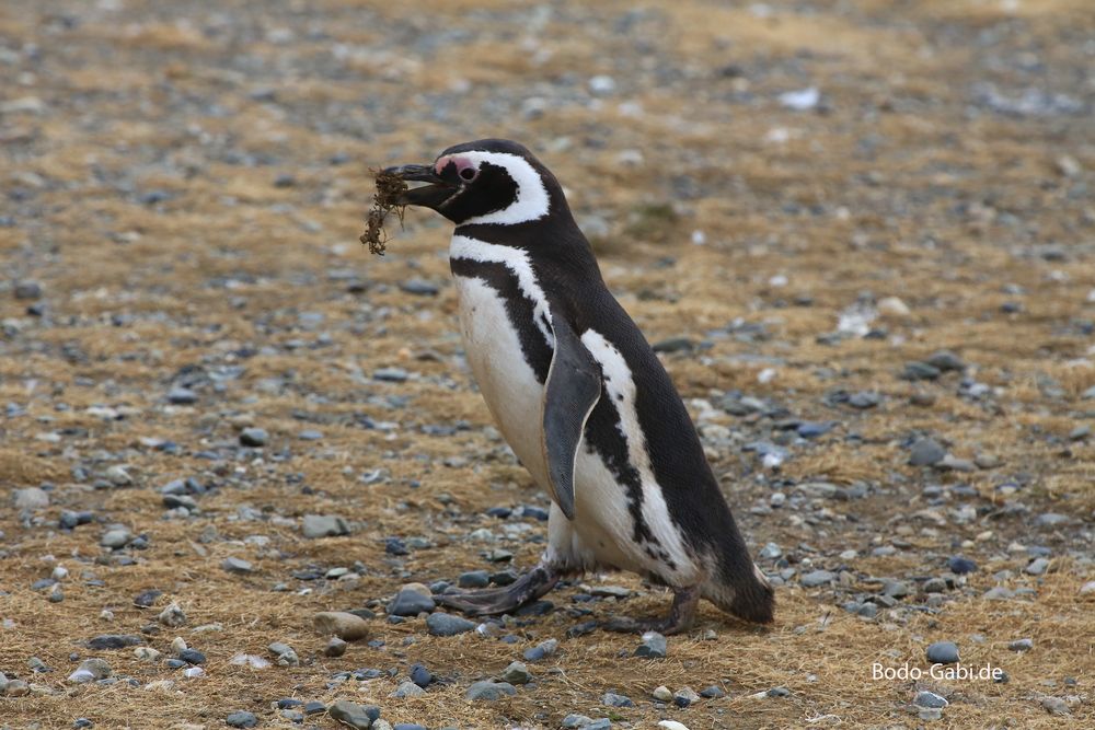 Nestbautrieb