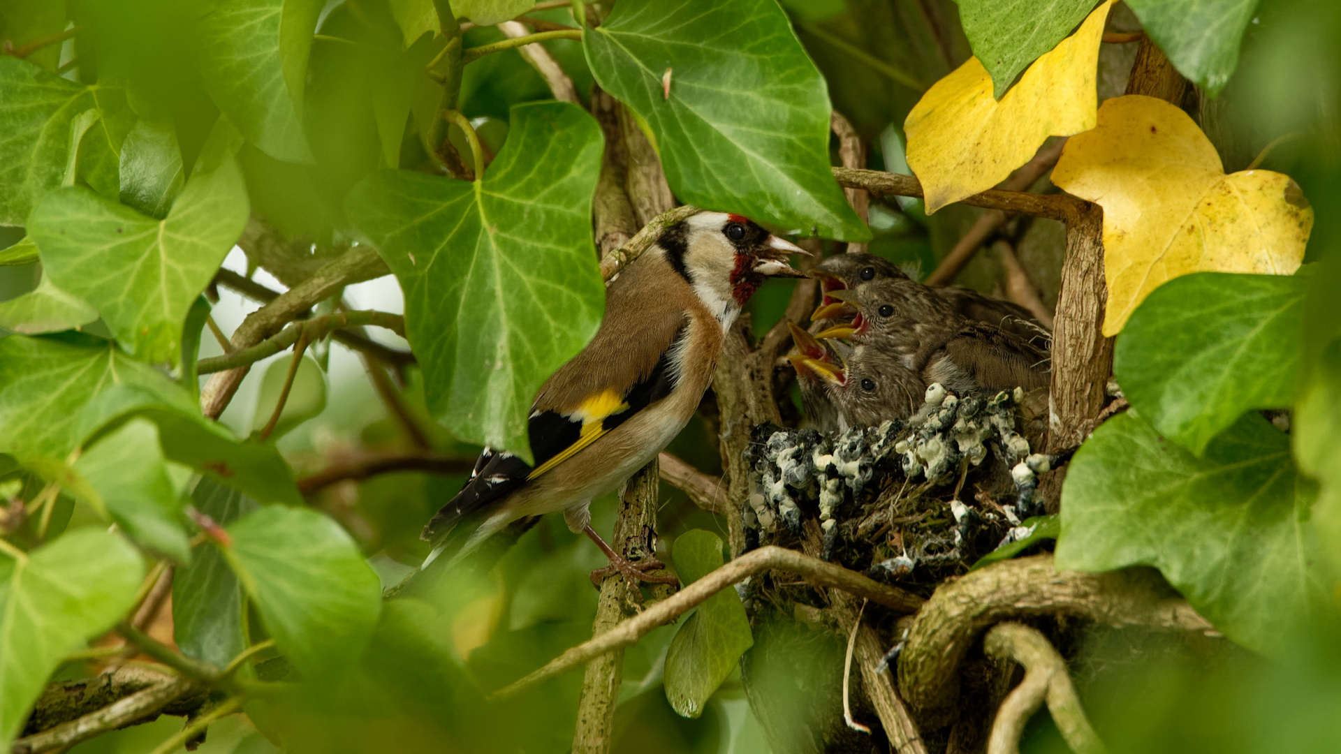 ... Nestbeschmutzer...