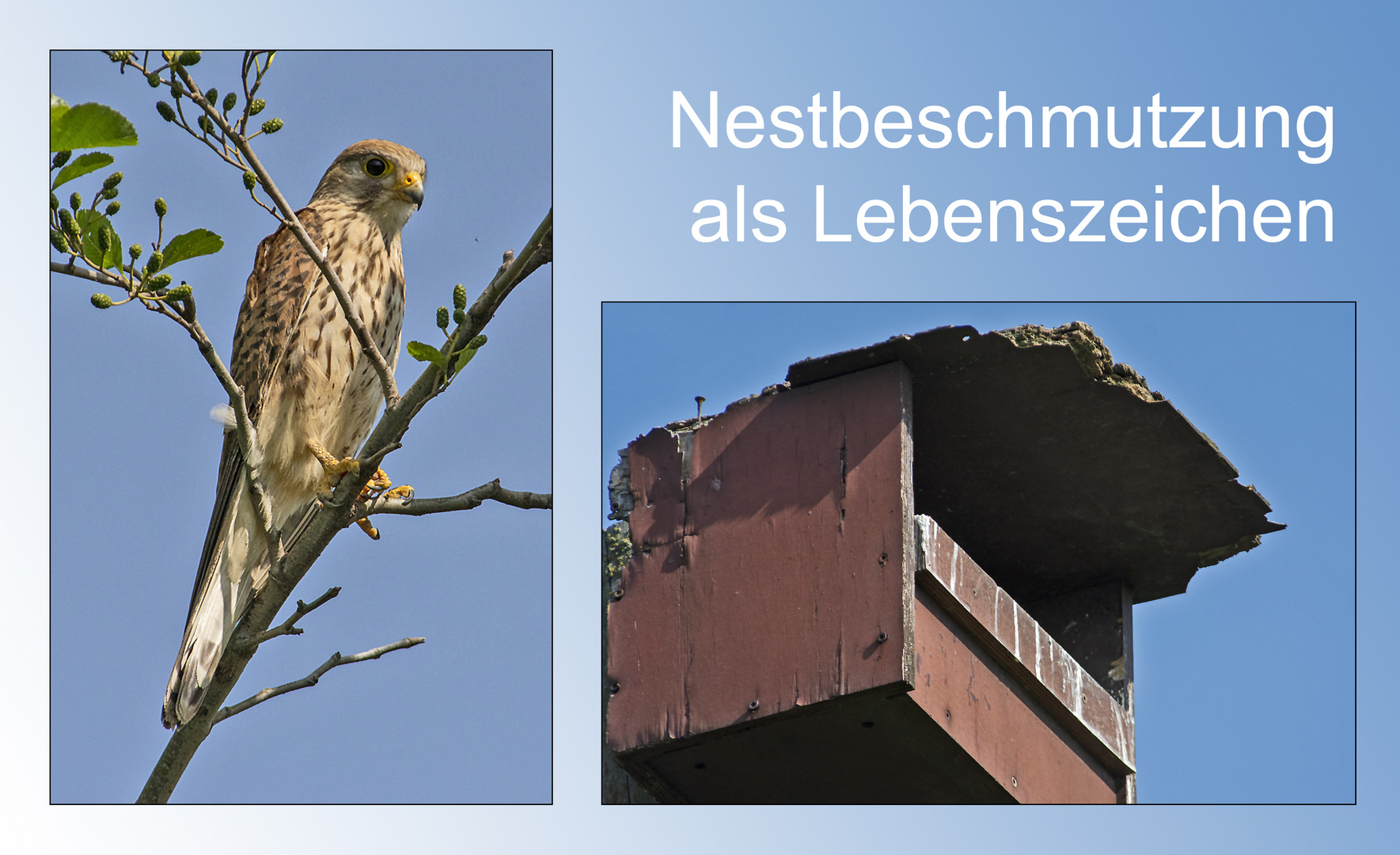 Nestbeschmutzung als Lebenszeichen . . .