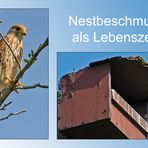 Nestbeschmutzung als Lebenszeichen . . .