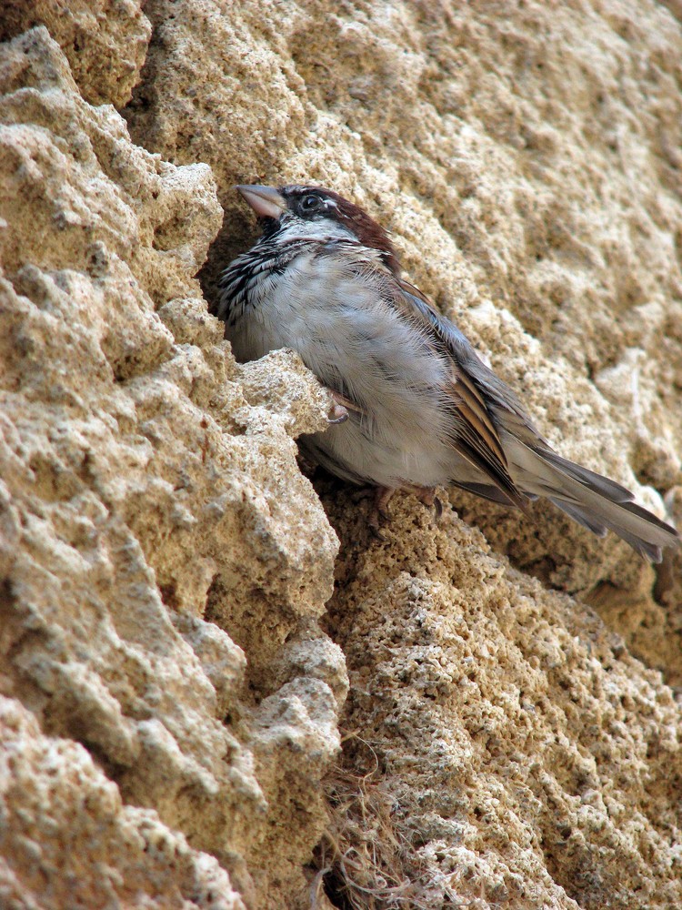 Nestbeschützer