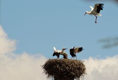 Nestbesetzung abgewehrt