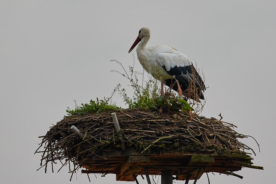 Nestbesitzer