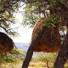 Nester der Weaver - Birds