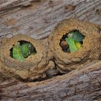 Nester  einer Töpferwespe.....