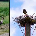 Nester und Häuser sind nie wirklich fertig