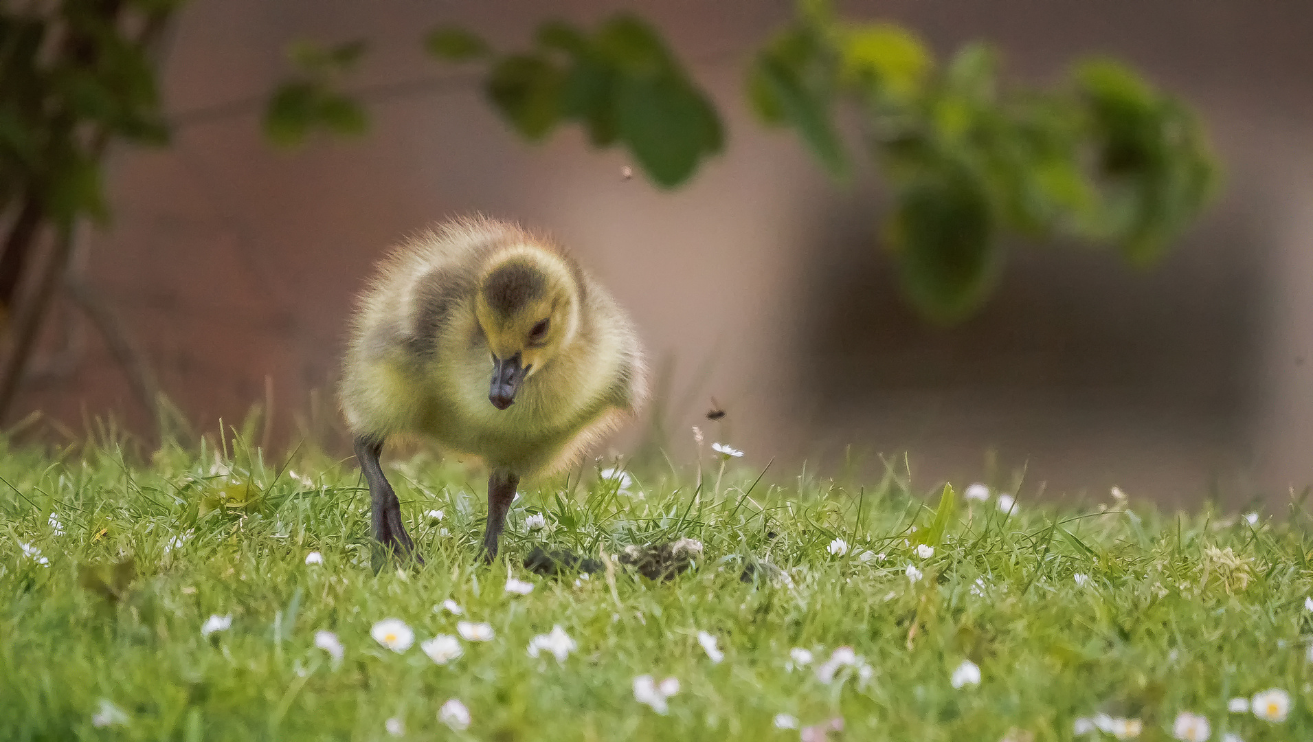 Nestflüchter