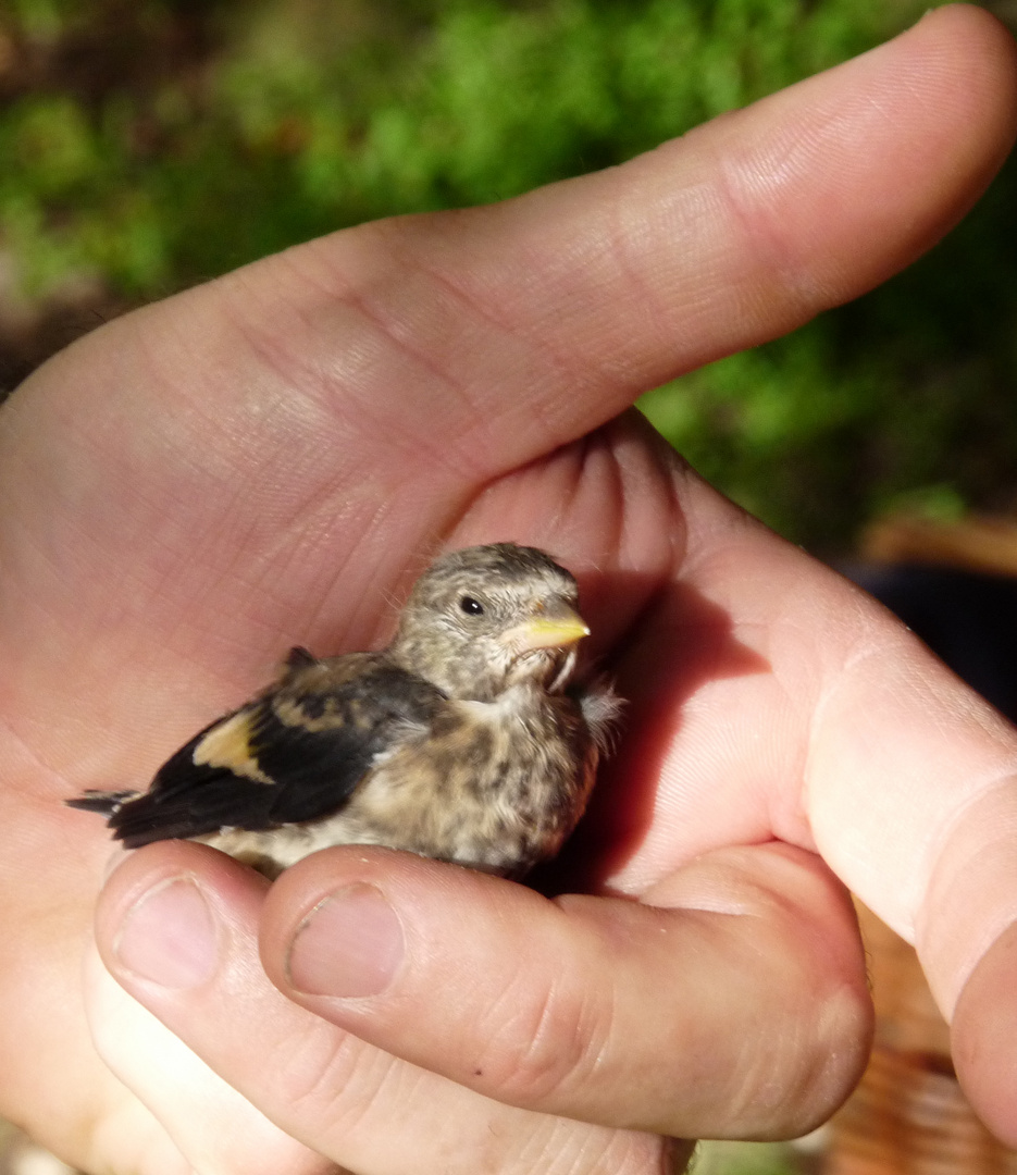 Nestflüchter - 1 - Spatz in der Hand