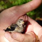 Nestflüchter - 1 - Spatz in der Hand