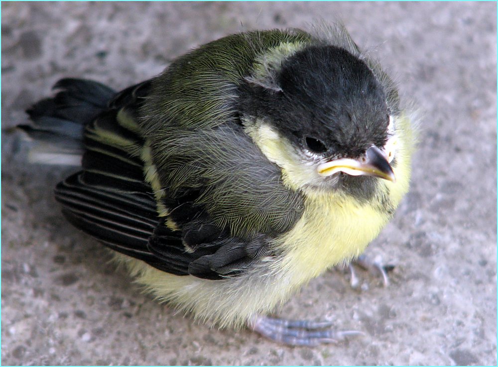 Nestflüchter