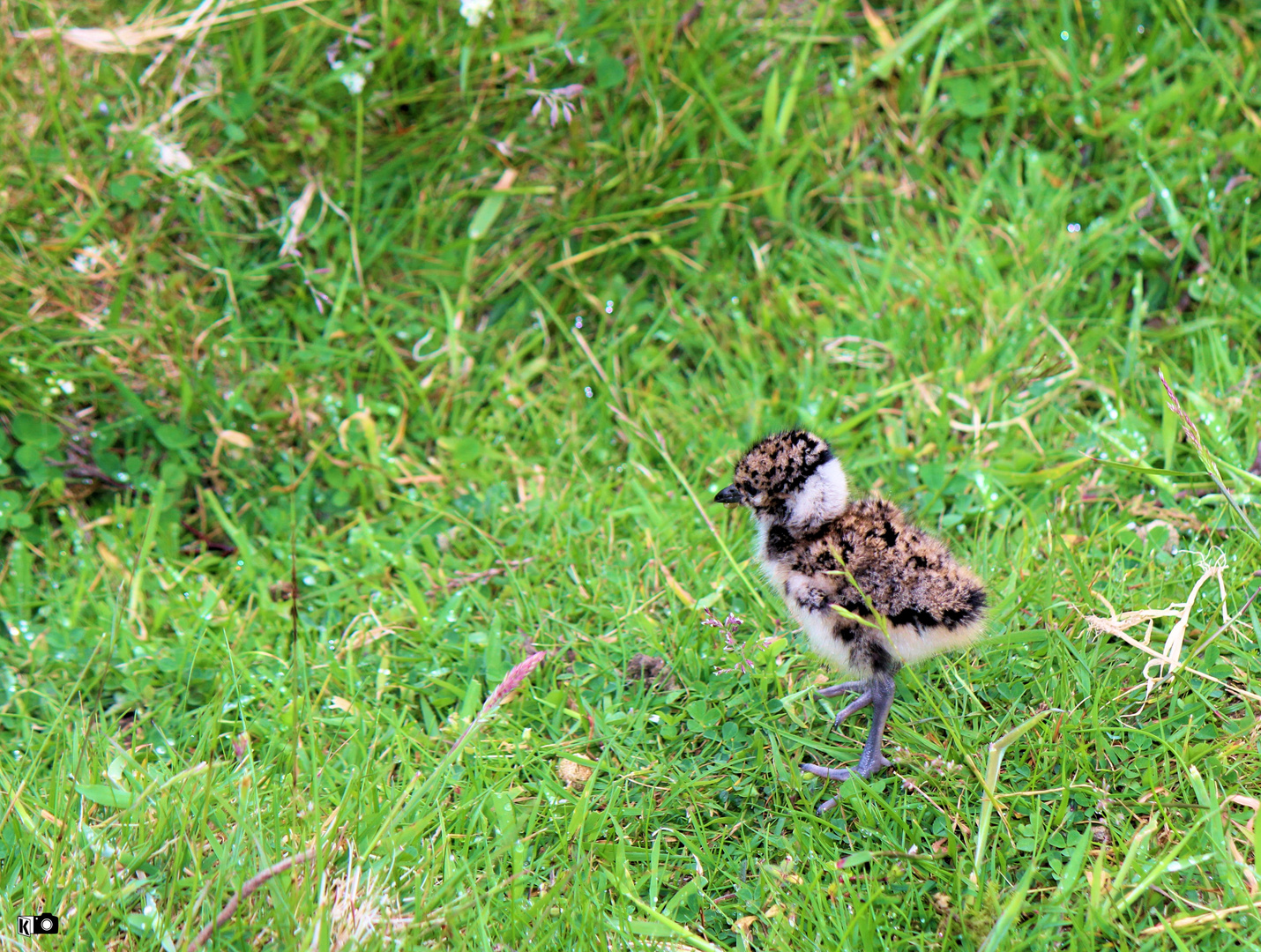 Nestflüchter