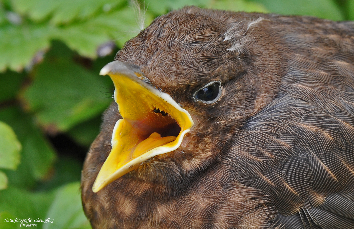 Nestflüchter