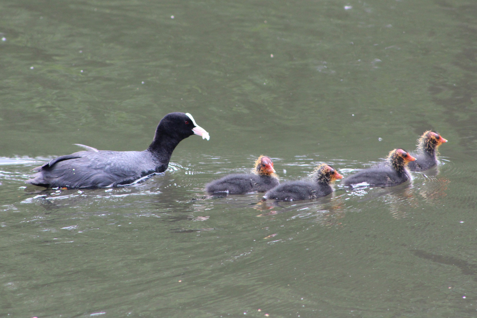  Nestflüchter