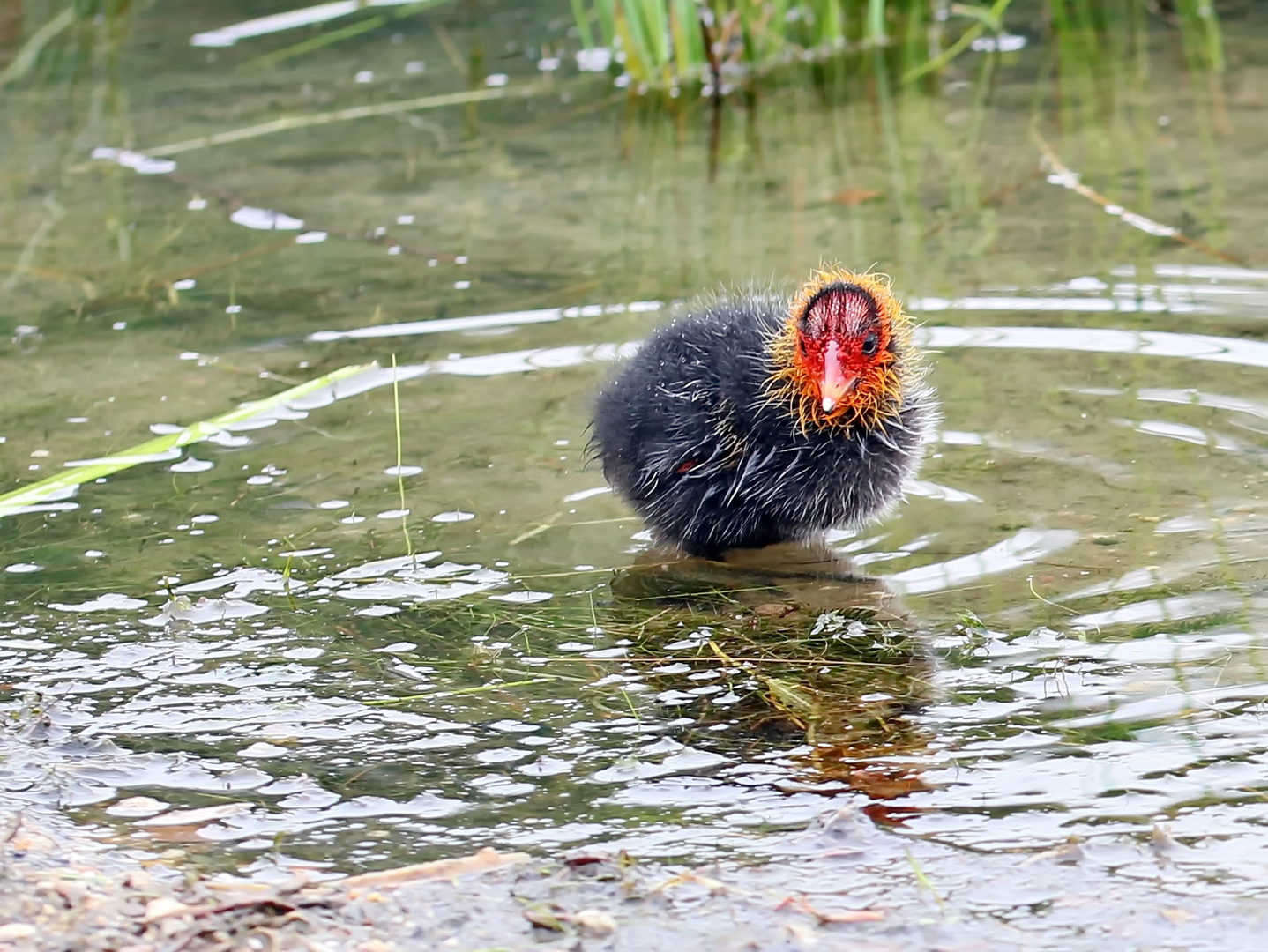 Nestflüchter