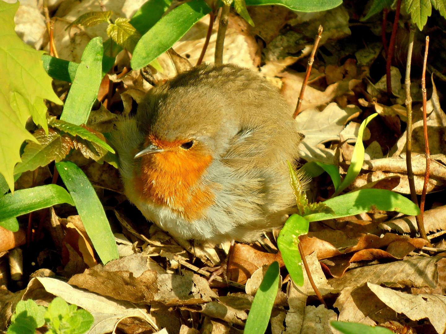 Nestflüchter