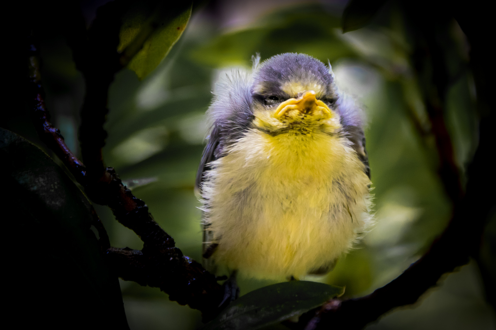 Nestflüchter