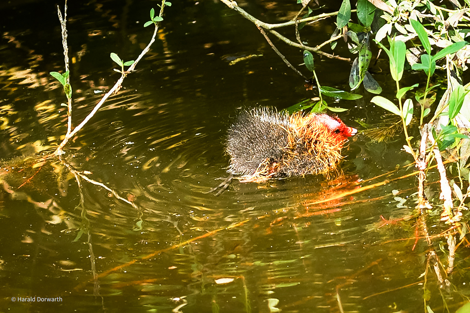 Nestflüchter