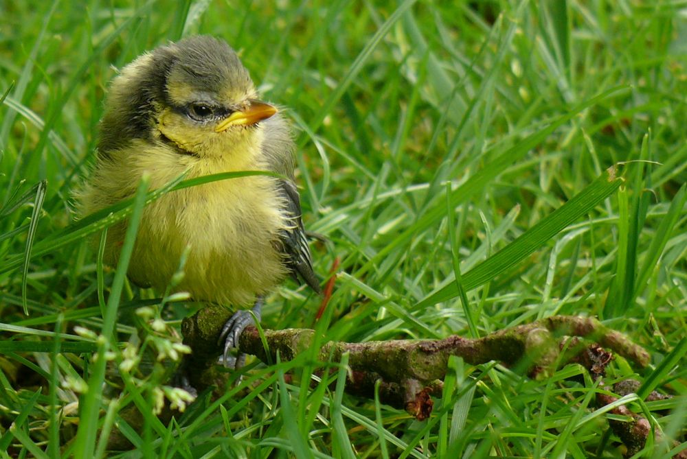 Nestflüchter