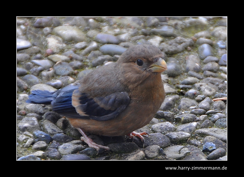 Nestflüchter