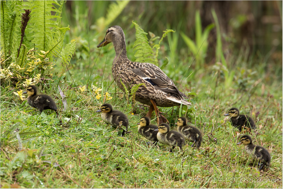 Nestflüchter auf Wanderschaft (Stockente)