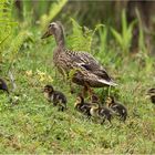 Nestflüchter auf Wanderschaft (Stockente)