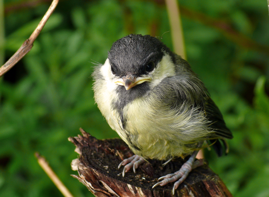 Nestflüchter...