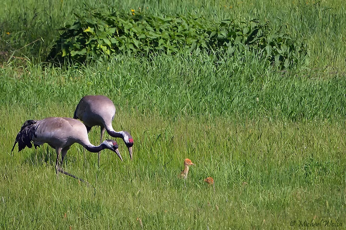 Nestflüchter