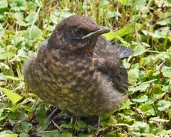 Nestflüchter