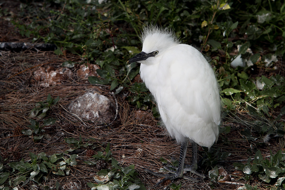 Nestflüchter