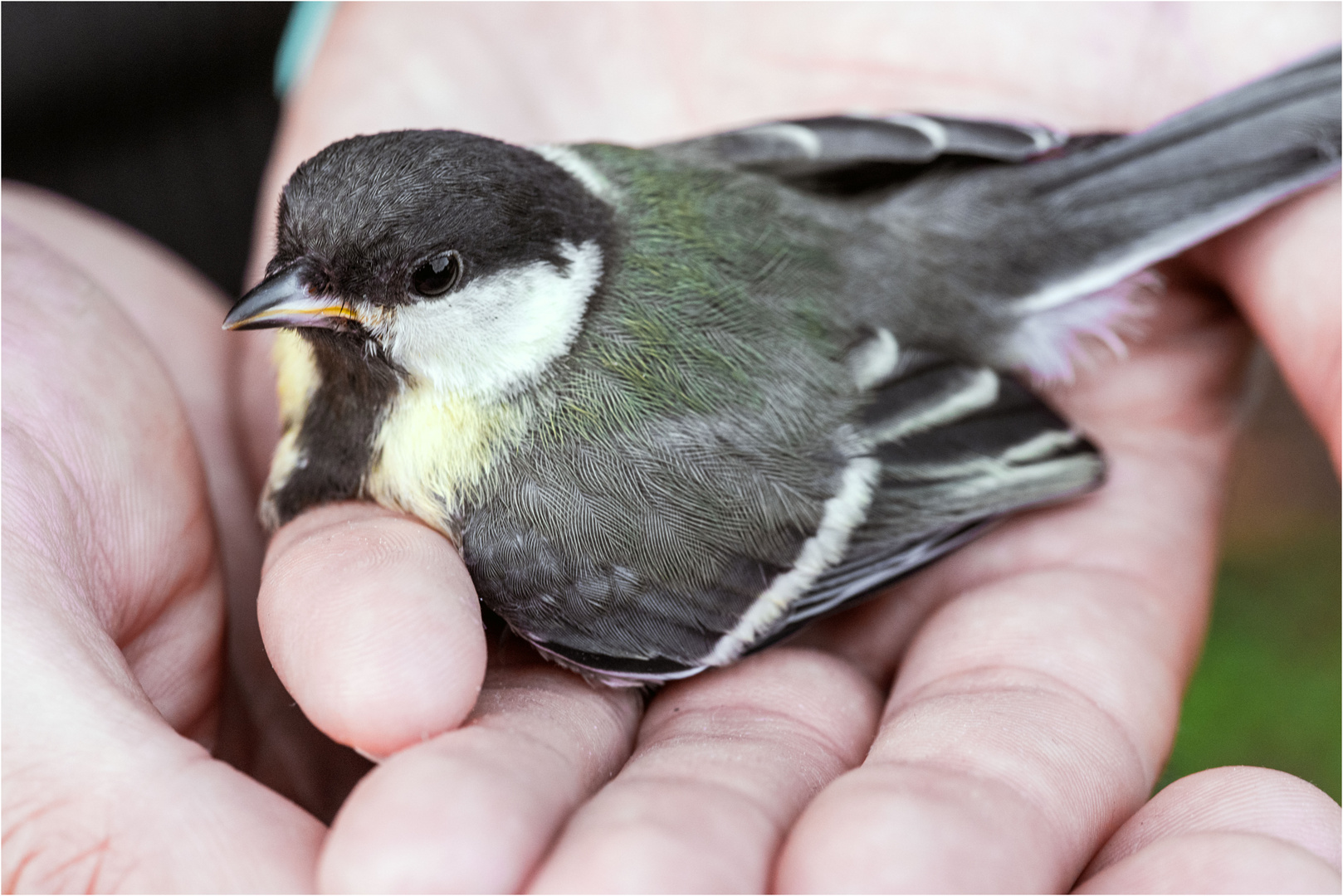 Nestflüchter - gegen Scheibe geknallt - nach 20 Min. wieder flugtauglich ...