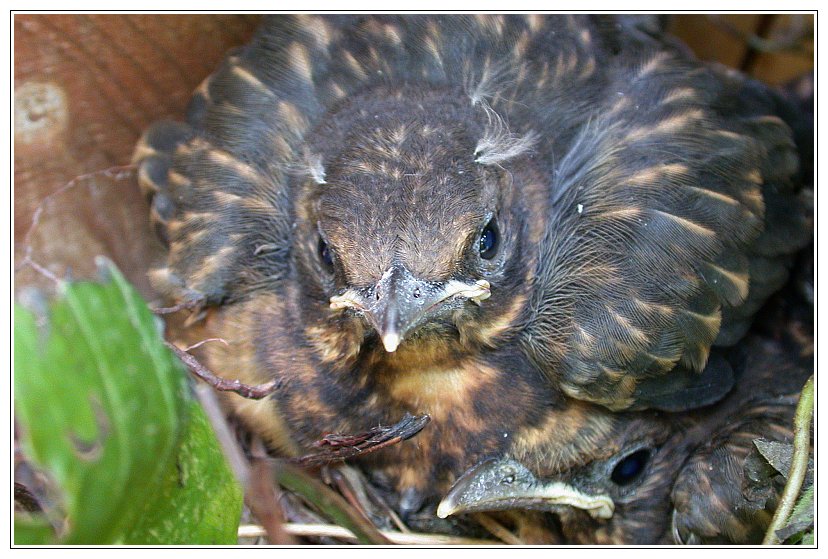 Nestflüchter | Hab keine Angst, das ist nur 'ne Nikon